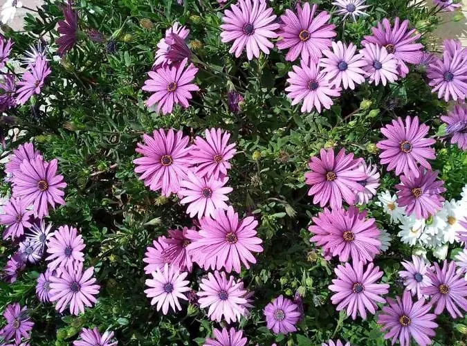 펜션 Romantic Sunset Cycladic House In Sotires *